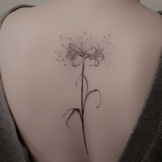 Spine Back Spider Lily